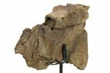 Fossil Dinosaur Vertebra Section w/ Metal Stand - South Dakota #294894-2